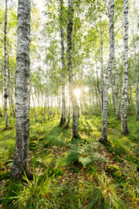 Birches, forest, back light, sun, summer, tree, green, light, mood, Birches, forest, back light, sun, summer, tree, green, light, mood,